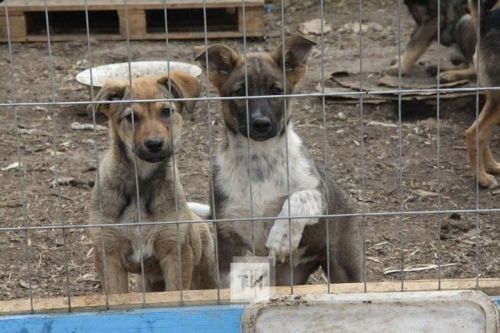 Забери питомца домой: В Казани пройдет фестиваль WOOF в поддержку животных из приютов